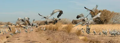 Bernardo Waterfowl Management Area