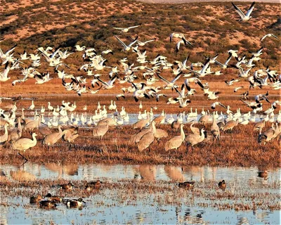 Bosque del Apache National Wildlife Refuge