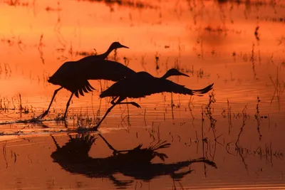 Festival of the Cranes