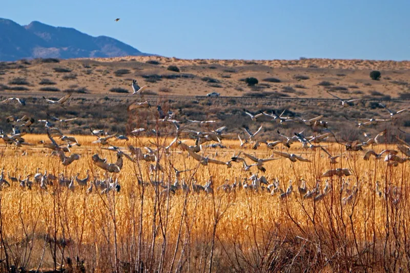 Sandhill cranes in flight near Bosque, New Mexico