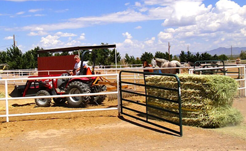 Horse feeding at the facility
